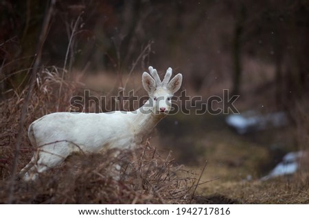 Similar – Image, Stock Photo Remnants of snow on path