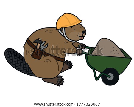 Beaver wearing a helmet carries sand with a wheelbarrow