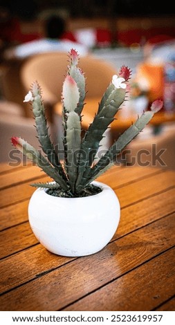 Similar – Image, Stock Photo Aloe humilis, a small succulent from South Africa; systematics according to M. W. Chase et al.