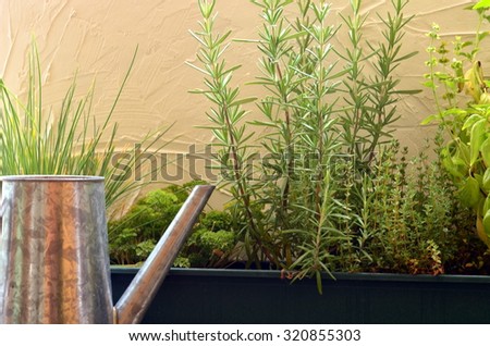 Thyme, rosemary, basil, parsley and chives in green window box