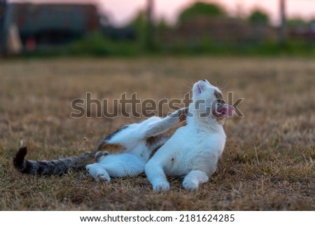 Relaxed cat lying in the garden and  scratching itself, dry grass, hot summer, climate change, countryside, copy space Stock foto © 