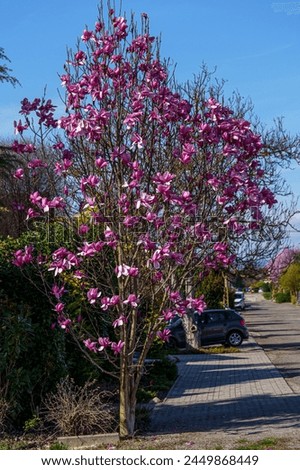 Similar – Image, Stock Photo Blooming magnolia