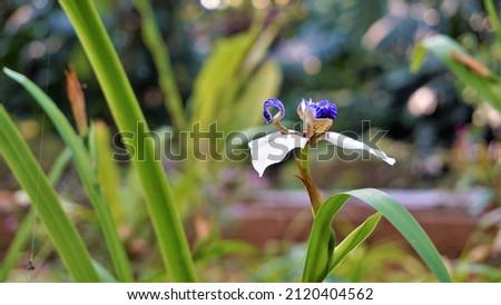 Neomarica gracilis also known as Brazilian Walking Iris or lily, Trimezia, Marica, Cypella Zdjęcia stock © 