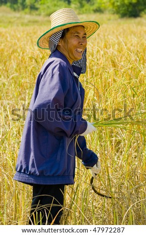 hard working woman cutting rice in the fields