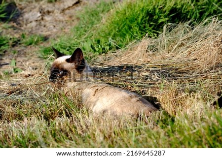 Similar – Image, Stock Photo The young tomcat still loved the danger, he especially liked to turn headfirst on the pitch of the roof.