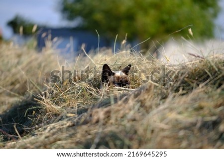 Similar – Image, Stock Photo The young tomcat still loved the danger, he especially liked to turn headfirst on the pitch of the roof.