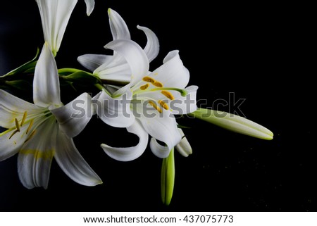 Mystic style - Flowers and buds of lilies on a black background closeup 