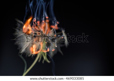 Burning salsify dandelion on a black background / by Nataly Bazilenco