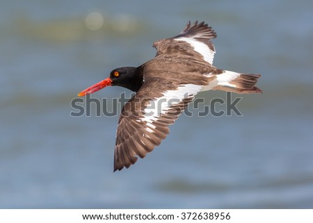 Foto Bild Austernfischer im Flug