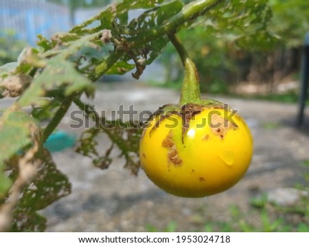 Yellow Tomatoes is a plant from the Solanaceae family, native to Central and South America, from Mexico to Peru. Tomatoes are short life cycle plants, can grow 1 to 3 meters tall Aprilia 10th 2021 Imagine de stoc © 