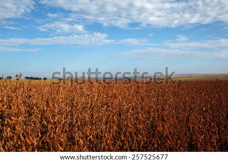 Soybean field in harvest season .