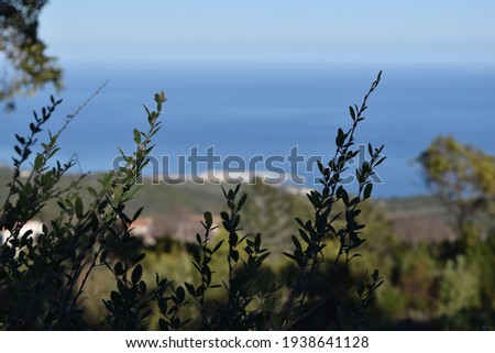 The vegetation of the Corsican maquis with the Mediterranean sea in the background Foto d'archivio © 
