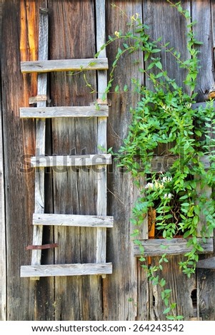 ladder and vine on old shed