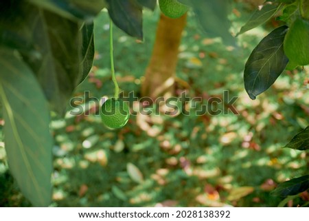 avocado fruit ripening hanging on tree, healthy biological aliment Imagine de stoc © 