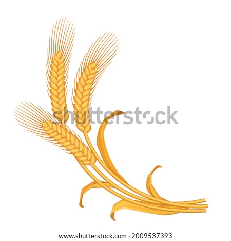 Vector stylized image of a bunch of three yellow ripe wheat ears with leaves and awns on white background.
