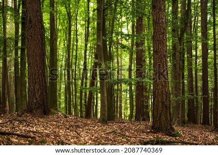 Similar – Image, Stock Photo Forest, fir forest, beech forest