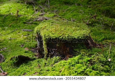 beautiful moss-covered tree stump, green stump, moss Foto stock © 