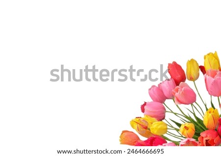 Image, Stock Photo daffodils Ostrich