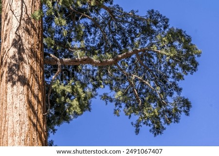 Similar – Foto Bild Mammutbaum (Sequoia) Natur