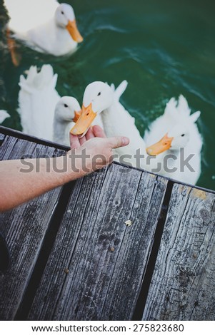 Duck biting finger