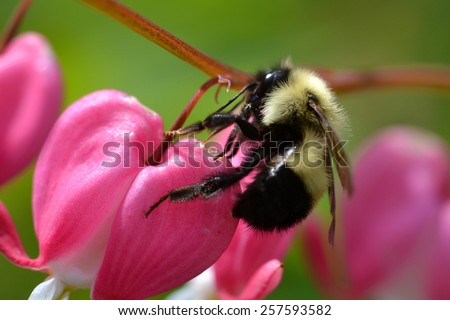 A Bumble Bee lands on a Bleeding Heart blossom