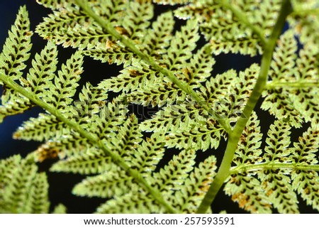 Spores are held tightly beneath a ferns fronds in sunlight