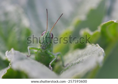 A curious grasshopper surveys the field