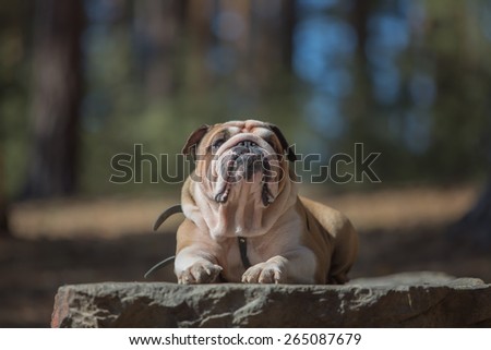 Portrait of funny English Bulldog who is basking in the sun