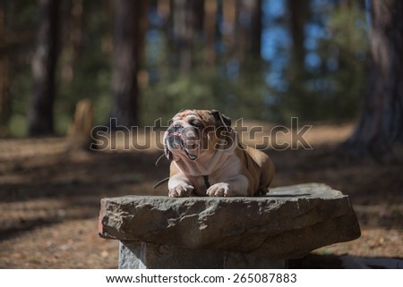 Portrait of funny English Bulldog who is basking in the sun