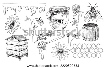 Honey vector set. Drawing of jar and bumble Honeybee. Sketch of beehive and dripper spoon. Wild flowers chamomile and clover for production in vintage hand drawn style on white isolated background