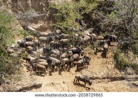Wildebeest hordes crossing the river, a magnificent view of the savanna (Masai Mara National Reserve, Kenya) Stock fotó © 