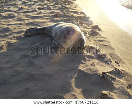 Beautiful cute sea lion seal. Natural wildlife shot. Seals resting on sand with ocean sea background. Wild animal in nature. High quality photo ストックフォト © 