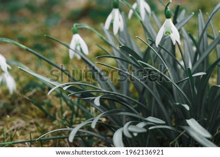 Similar – Foto Bild Ein Schneeglöckchen, eine weiße Christrose und ein lilafarbener Krokus liegen auf Holz