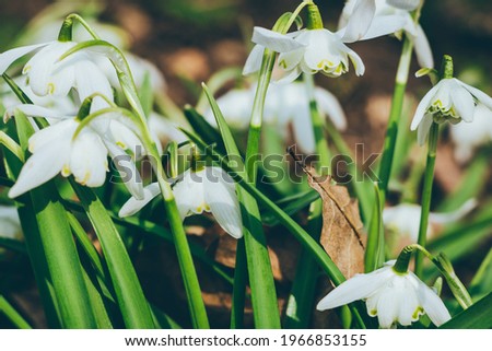 Close up of common snowdrops in bloom. High quality photo Foto d'archivio © 