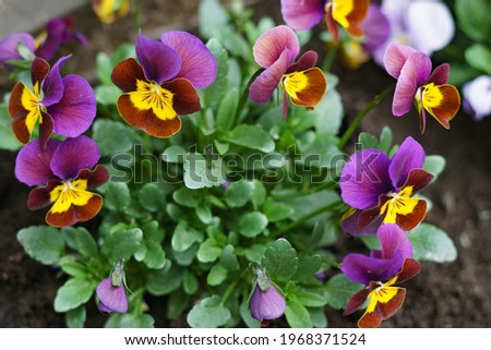 Photo of Blue violet flower in the garden. High quality photo