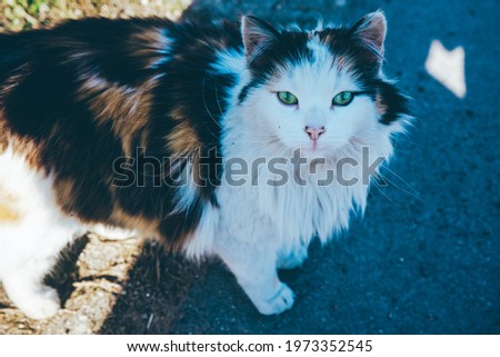cute cat look at you Stockfoto © 