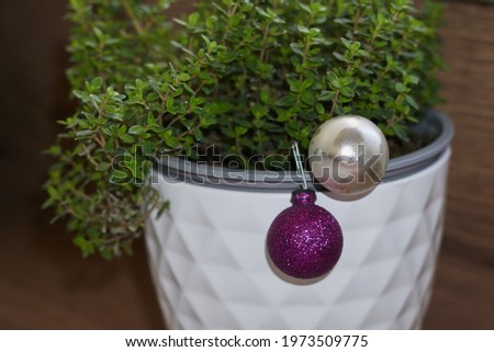 thyme grows in a white pot, wooden background. Stock foto © 