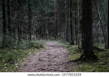 Photo of path through the forest trees, nature green wood 