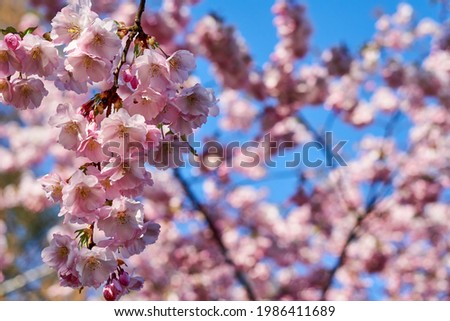 Selective focus of beautiful branches of pink Cherry blossoms on the tree under blue sky, Beautiful Sakura flowers during spring season in the park, Flora pattern texture, Nature floral background. Сток-фото © 