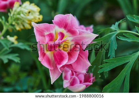 Similar – Image, Stock Photo Delicate pink tulips with stems and leaves on white background. Floral border. Springtime concept. Mother day greeting card. Beauty