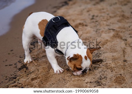 French Bulldog dog walking on the beach having great time sniffing on sand 