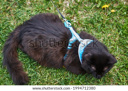 Close-up of a black cat sitting on the grass Foto d'archivio © 