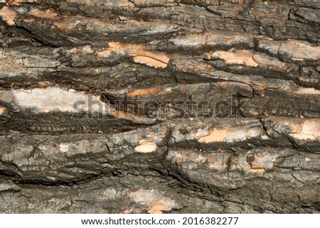 Close Up of Bark on Tree Stump. Old tree. many years old. carbon sink. close up of bark.macro photography. multi use. blog. article. background or backdrop. sunlight on bark. High quality photo Foto d'archivio © 