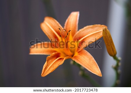 Close up of single, orange colored, blooming daylily flower . High quality photo