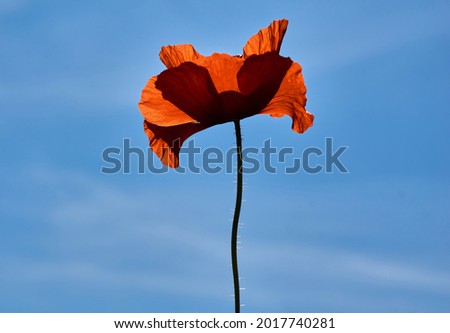 Photo of Poppy flowers or papaver rhoeas poppy in garden, early spring on a warm sunny day, against a bright blue sky. High quality photo