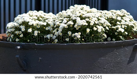 Big flower pot in garden courtyard. Patio outside decoration elements. Big flower pot with small white plant. Street decoration. Plants in the city. High quality photo Stock foto © 