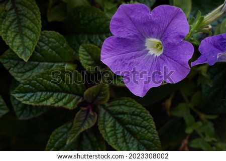 Photo of Purple mexican petunia beautiful blooming flower green leaf background. High quality photo