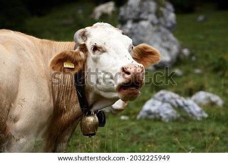 Photo of Close up of a brown and white cow on a green alpine meadow. High quality photo