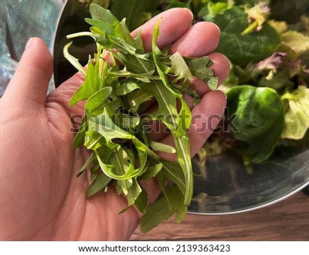 Hand holding a fresh harvest of green plants of arugula. Healthy eating. Diet. Vegan food. . High quality photo Сток-фото © 