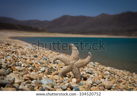 dried sea stars on the background of the sea